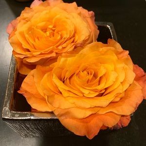 Meet your Posher, Elsa